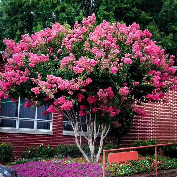 Crape Myrtle Pink Velour - 1 Extra Large 3 Gallon Plants - Lush Magenta - Pink Blooms, Live Plant - Product image 1