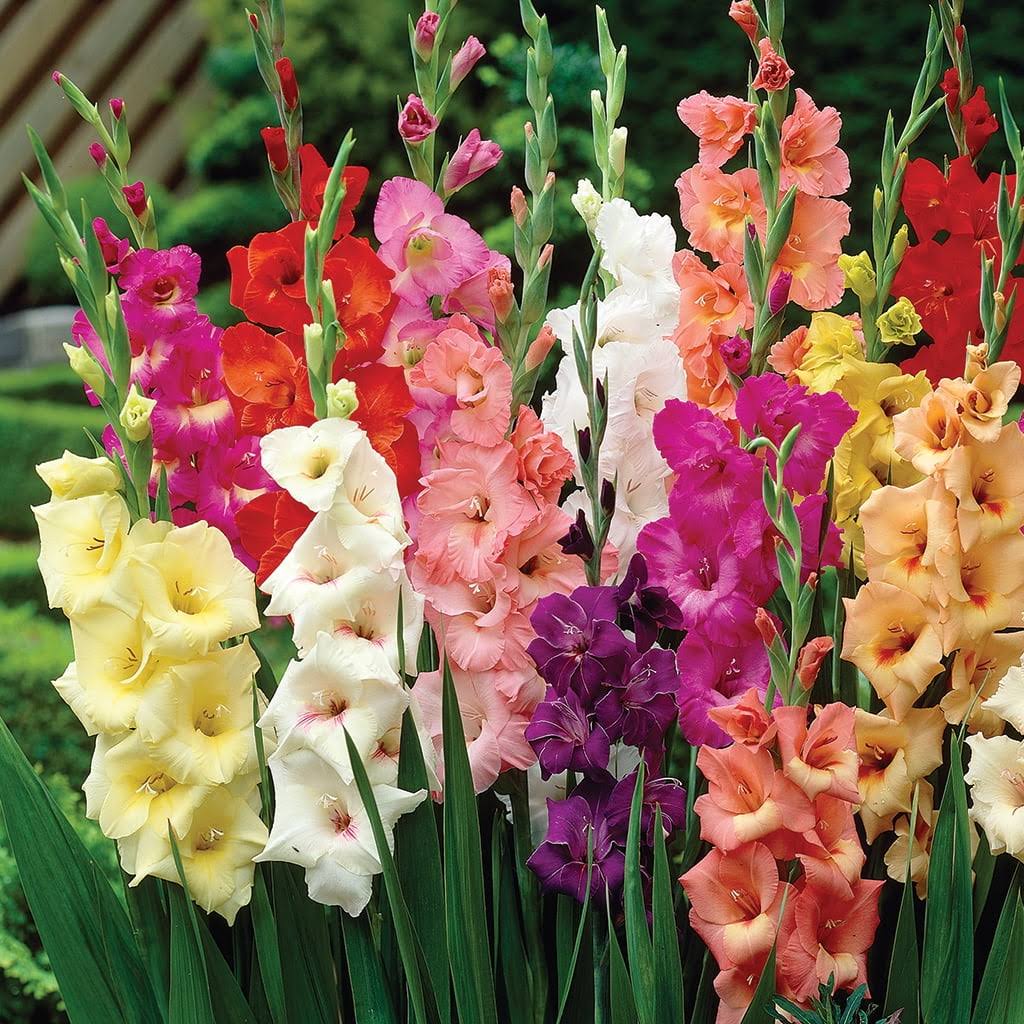 Van Zyverden Gladiolus Large Flowering Rainbow Mixed Set of 50 Bulbs - Product image 1