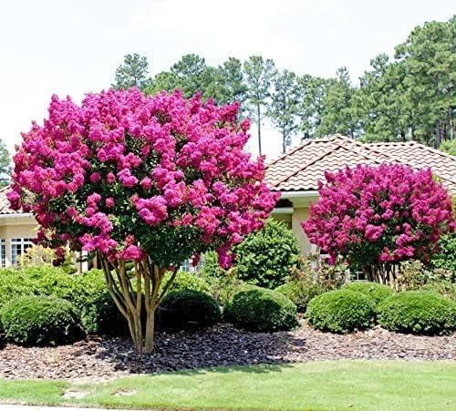 Crape Myrtle Pink Velour - 1 Extra Large 3 Gallon Plants - Lush Magenta - Pink Blooms, Live Plant - Product image 3