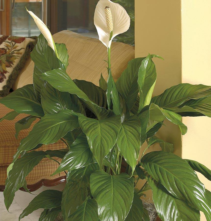 Lowe's White Peace Lily House Plant - Nursery - Product image 1